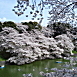 Sakura trees in bloom