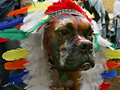 Dog Halloween Parade