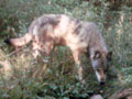 Larger view