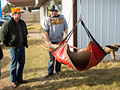 Hanging a deer