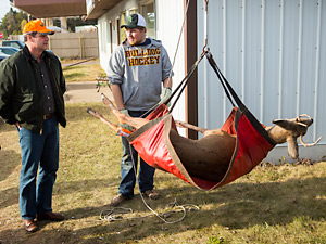 Hanging a deer