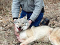 Bryan Heiney and his wolf