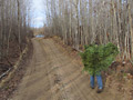Carrying baslam fir boughs