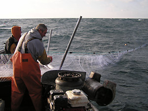 Pulling in net