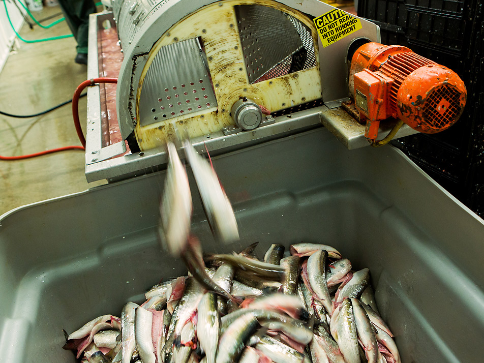 Processed herring