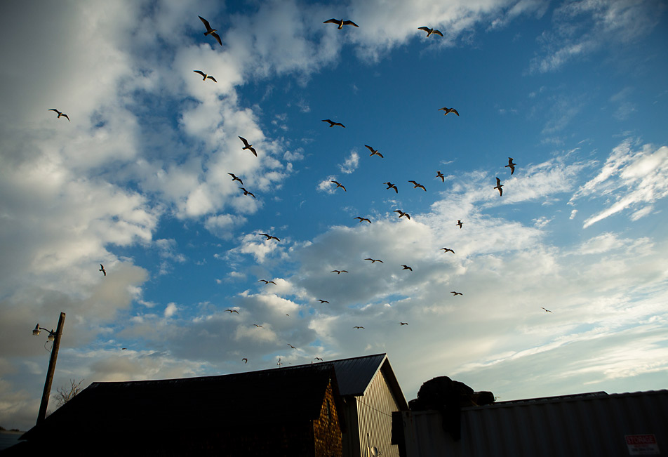 Seagulls circle