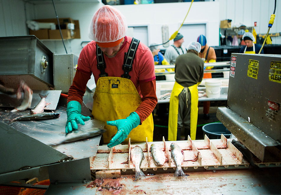 Processing herring
