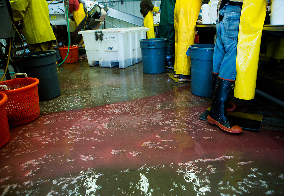 Herring blood