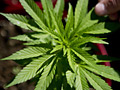 Marijuana