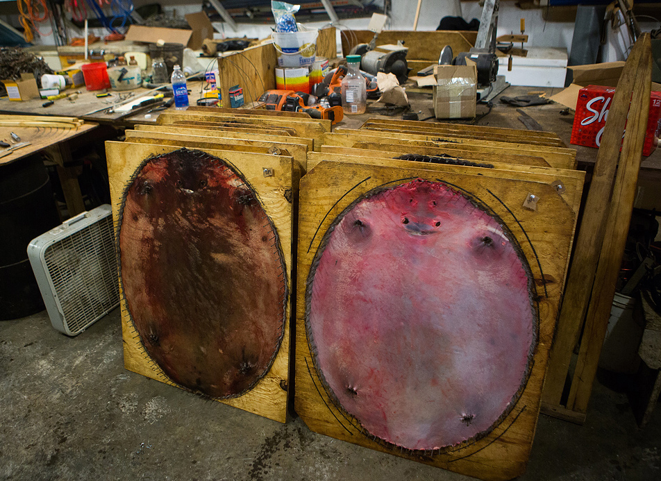 Fresh beaver hides
