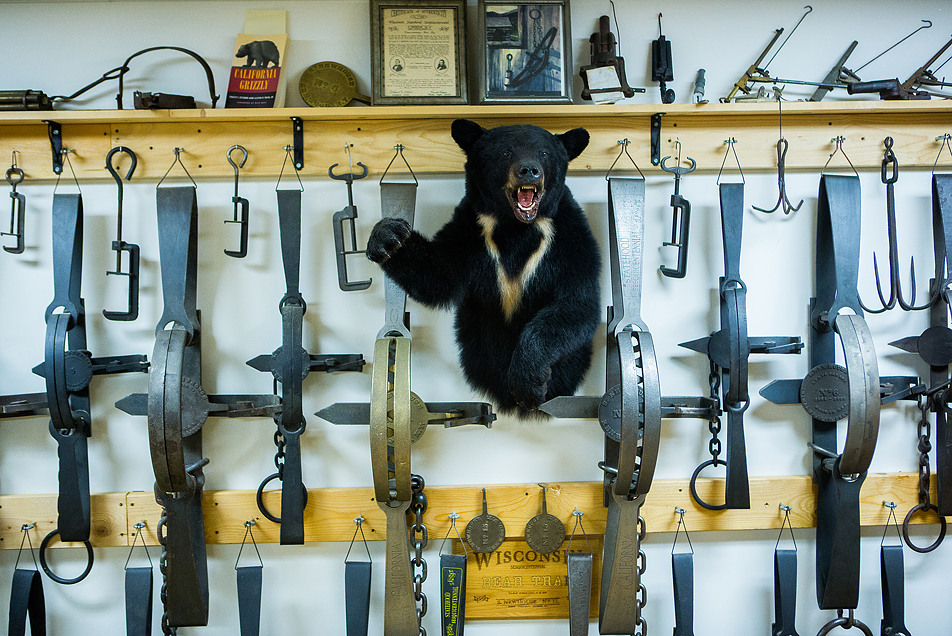 A mounted bear