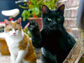 Cats with thumbs