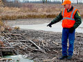 Abandoned beaver lodge