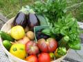 Vegetable Basket