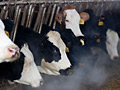 Dairy cows