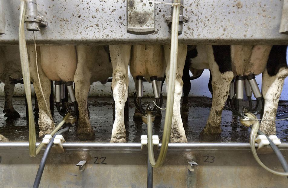 Milking parlor