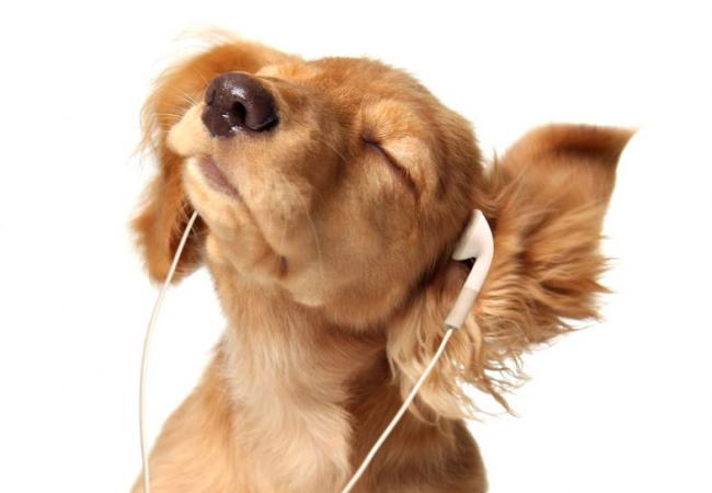 Pets and music: one degree of separation? | Classical MPR