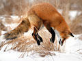 Fox pounces