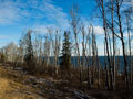 Dead and dying birch trees