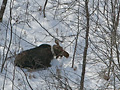 Collared moose