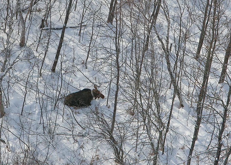 Collared moose
