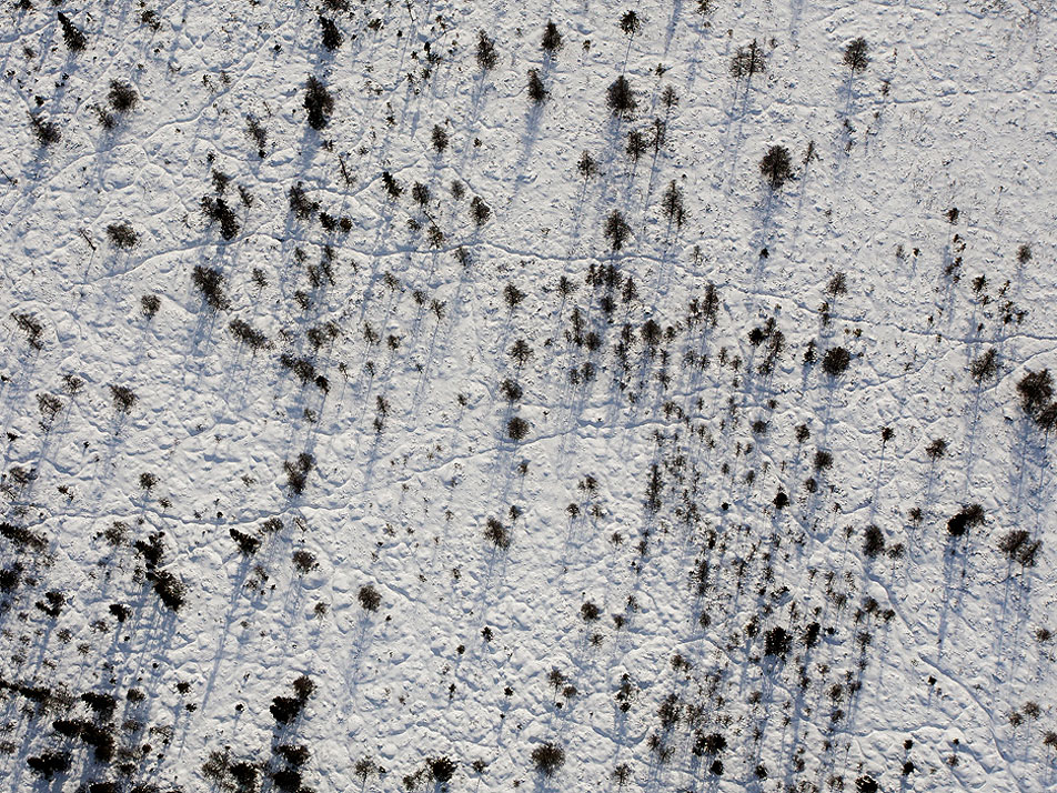 Spruce bog
