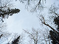 Tree canopy