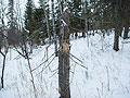Larger view