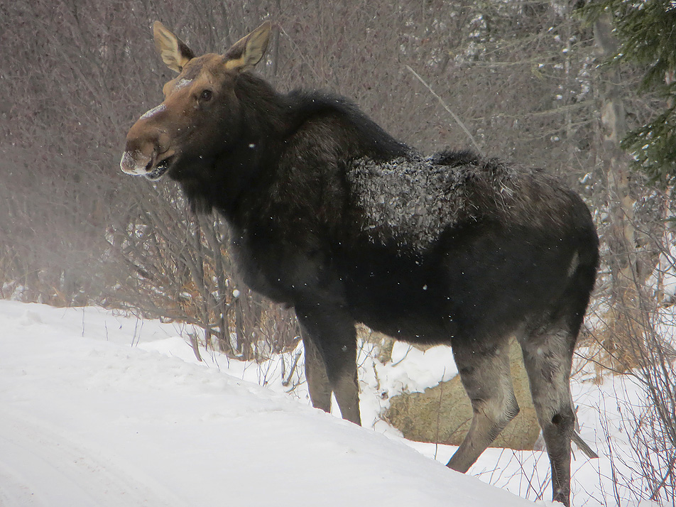 Moose on the Gunflint Trail