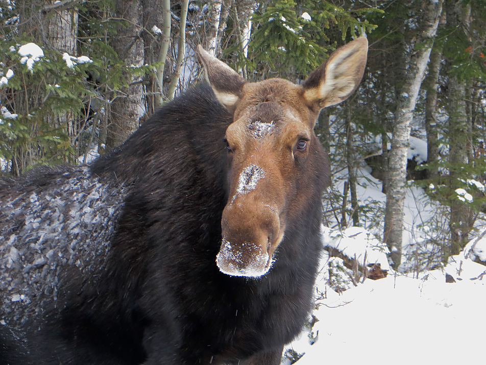 Gunflint Trail moose
