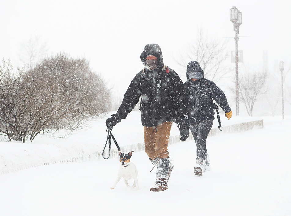 Snowy dog walk