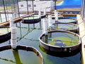 Fish ponds