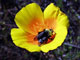 Bumblebee