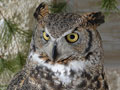Alice the Great Horned Owl