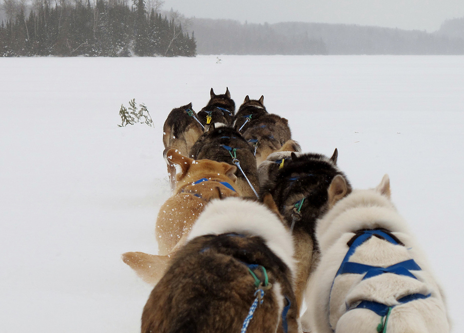 Dogsledding