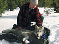 Radio collar on wolf