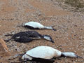 Dead loons