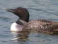Larger view