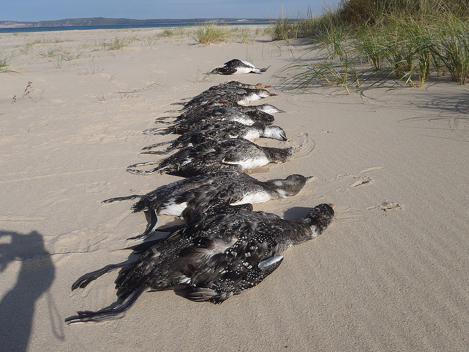 Loons before burial