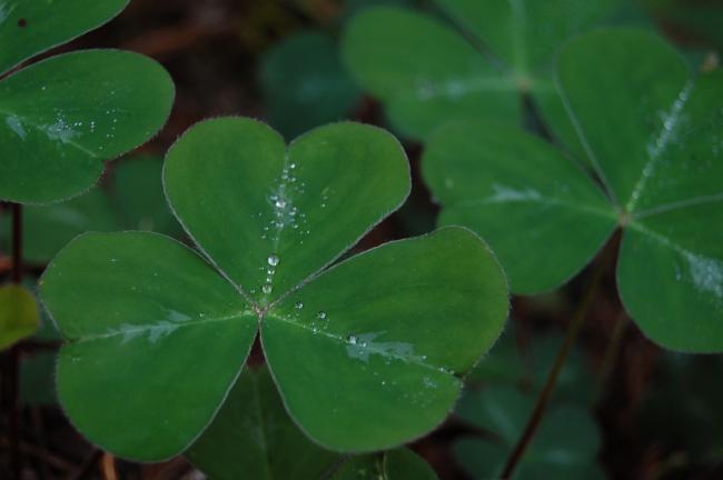 9:30 Coffee Break: Luck of the Irish