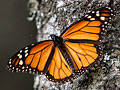 Monarch butterfly