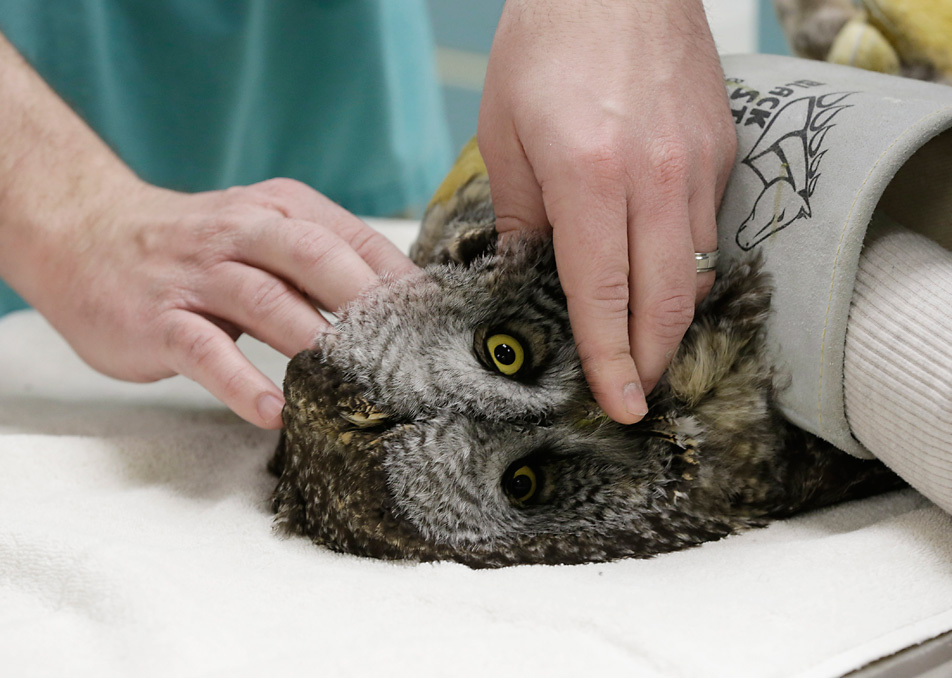 Great gray owl