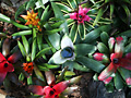 Bromeliad plants