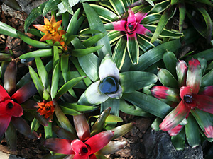 Bromeliad plants
