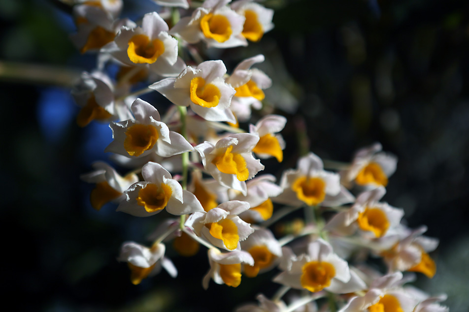 Orchid arrangement