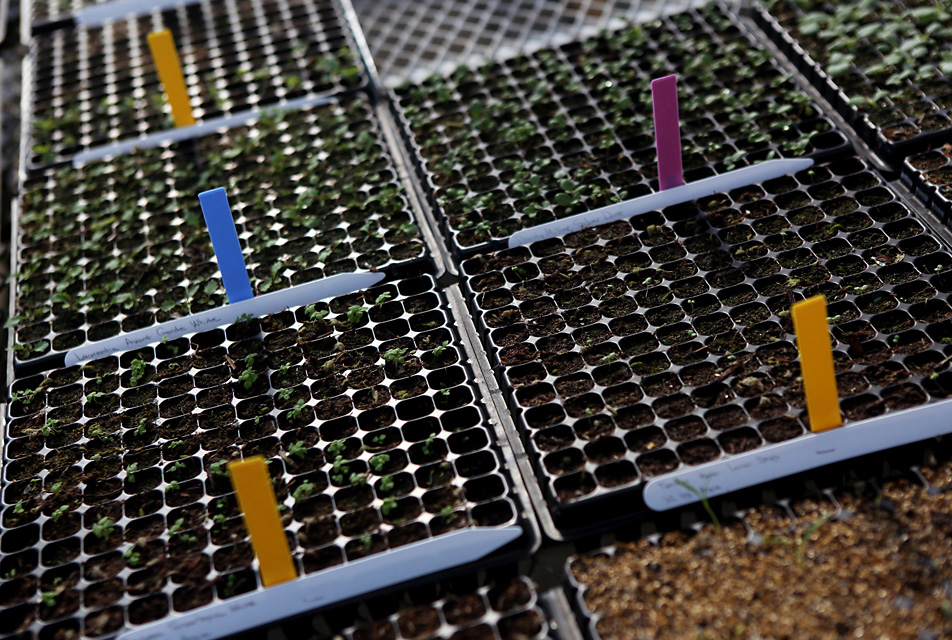 Sprouting seedlings