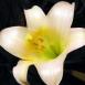 Easter lily