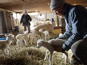 Dave Ellison releases a 3-day-old lamb