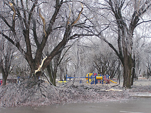 Downed trees