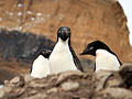 Adelie penguins